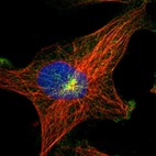 Immunofluorescent staining of human cell line U-251 MG shows localization to microtubule organizing center & vesicles.