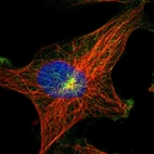 Immunofluorescent staining of human cell line U-251 MG shows localization to microtubule organizing center & vesicles.