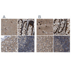 Anti-PPWD1 Antibody