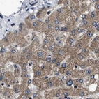 Immunohistochemical staining of human liver using Anti-PPWD1 antibody HPA019360.