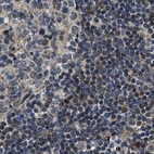 Immunohistochemical staining of human lymph node using Anti-PPWD1 antibody HPA019360.