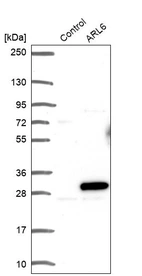 Western blot analysis in control (vector only transfected HEK293T lysate) and ARL6 over-expression lysate (Co-expressed with a C-terminal myc-DDK tag (~3.1 kDa) in mammalian HEK293T cells, LY406068).
