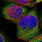 Immunofluorescent staining of human cell line A-431 shows localization to vesicles.