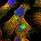 Immunofluorescent staining of human cell line U-251 MG shows localization to cytosol & the Golgi apparatus.