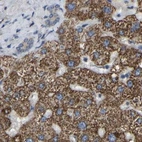 Immunohistochemical staining of human liver using Anti-GCC1 antibody HPA019369.