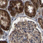 Immunohistochemical staining of human kidney using Anti-GCC1 antibody HPA019369.