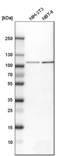 Western blot analysis in mouse cell line NIH-3T3 and rat cell line NBT-II.