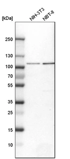 Western blot analysis in mouse cell line NIH-3T3 and rat cell line NBT-II.