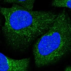 Immunofluorescent staining of human cell line U-2 OS shows localization to cytosol & mitochondria.