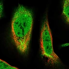 Immunofluorescent staining of human cell line U-2 OS shows localization to nucleoplasm & cytosol.