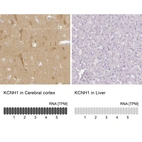 Anti-KCNH1 Antibody