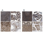 Anti-SAMD9L Antibody