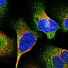 Immunofluorescent staining of human cell line U-2 OS shows localization to cytosol.
