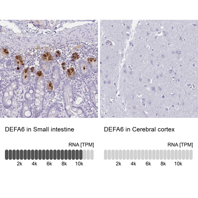 Anti-DEFA6 Antibody
