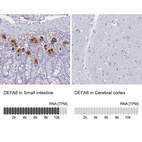 Anti-DEFA6 Antibody