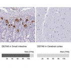 Anti-DEFA6 Antibody