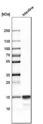 Western blot analysis in human small intestine tissue.