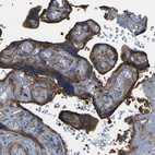 Immunohistochemical staining of human placenta shows strong granular cytoplasmic positivity in trophoblastic cells.
