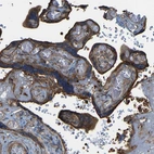 Immunohistochemical staining of human placenta shows strong granular cytoplasmic positivity in trophoblastic cells.