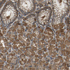 Immunohistochemical staining of human stomach shows strong cytoplasmic positivity in glandular cells.