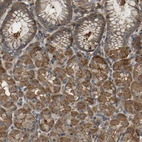 Immunohistochemical staining of human stomach shows strong cytoplasmic positivity in glandular cells.