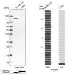 Western blot analysis in human cell line SK-MEL-30 and human cell line A-549.