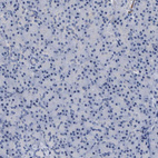 Immunohistochemical staining of human pancreas shows no positivity in exocrine glandular cells as expected.