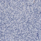 Immunohistochemical staining of human pancreas shows no positivity in exocrine glandular cells as expected.
