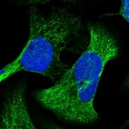 Immunofluorescent staining of human cell line U-2 OS shows localization to mitochondria & microtubules.