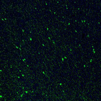 Immunofluorescence staining of mouse brain shows strong positivity in a subset of neurons in the cerebral cortex.