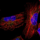 Immunofluorescent staining of human cell line U-251 MG shows positivity in vesicles.