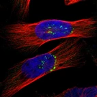 Immunofluorescent staining of human cell line U-251 MG shows localization to the Golgi apparatus.