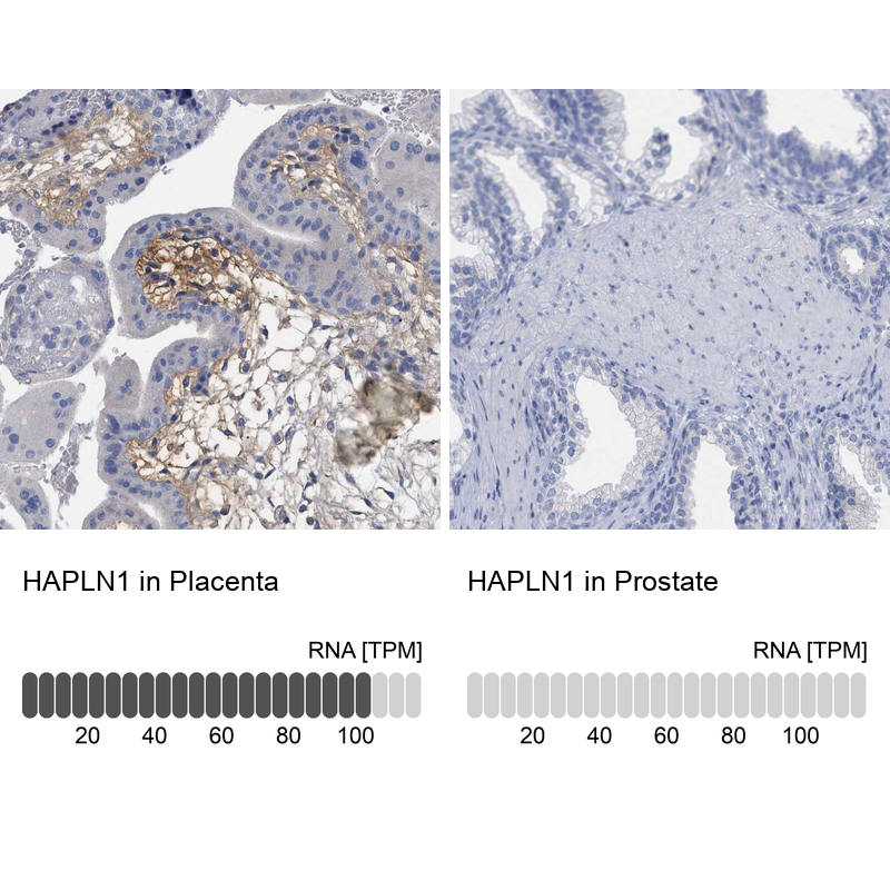 Anti-HAPLN1 Antibody