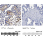 Anti-HAPLN1 Antibody