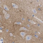 Immunohistochemical staining of human cerebral cortex using Anti-HAPLN1 antibody HPA019482.