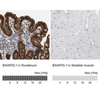 Anti-BAIAP2L1 Antibody