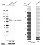 Western blot analysis in human cell lines Caco-2 and U-251MG using Anti-BAIAP2L1 antibody. Corresponding BAIAP2L1 RNA-seq data are presented for the same cell lines. Loading control: Anti-GAPDH.