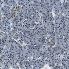 Immunohistochemical staining of human pancreas shows low expression as expected.