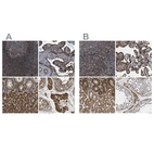 Anti-SAMD9L Antibody