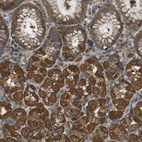 Immunohistochemical staining of human stomach shows strong cytoplasmic positivity in glandular cells.