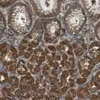 Immunohistochemical staining of human stomach shows strong cytoplasmic positivity in glandular cells.