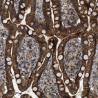 Anti-RFFL Antibody