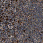Immunohistochemical staining of human lymphoid tissues shows strong membranous and cytoplasmic positivity in non-germinal center cells.