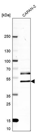 Western blot analysis in human cell line CAPAN-2.