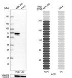 Western blot analysis in human cell line HEK 293 and human cell line HeLa.