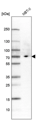 Western blot analysis in rat cell line NBT-II.