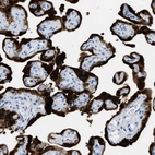 Immunohistochemical staining of human placenta shows high expression.
