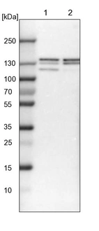 Lane 1: NIH-3T3 cell lysate (Mouse embryonic fibroblast cells)_br/_Lane 2: NBT-II cell lysate (Rat Wistar bladder tumour cells)