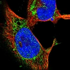 Immunofluorescent staining of human cell line U-251 MG shows localization to mitochondria.