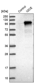 Western blot analysis in control (vector only transfected HEK293T lysate) and IQCE over-expression lysate (Co-expressed with a C-terminal myc-DDK tag (~3.1 kDa) in mammalian HEK293T cells, LY407468).